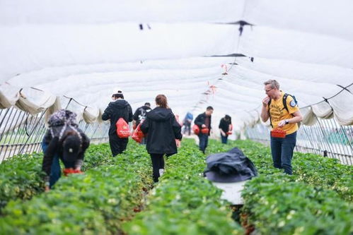 第二批上海市級鄉(xiāng)村旅游重點村名單公布,有你想去的嗎