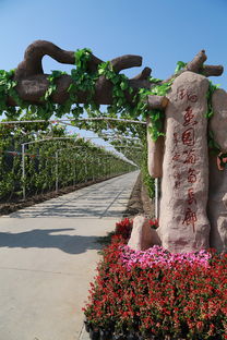 葡萄熟啦！快來創新農業生態園體驗采摘樂趣